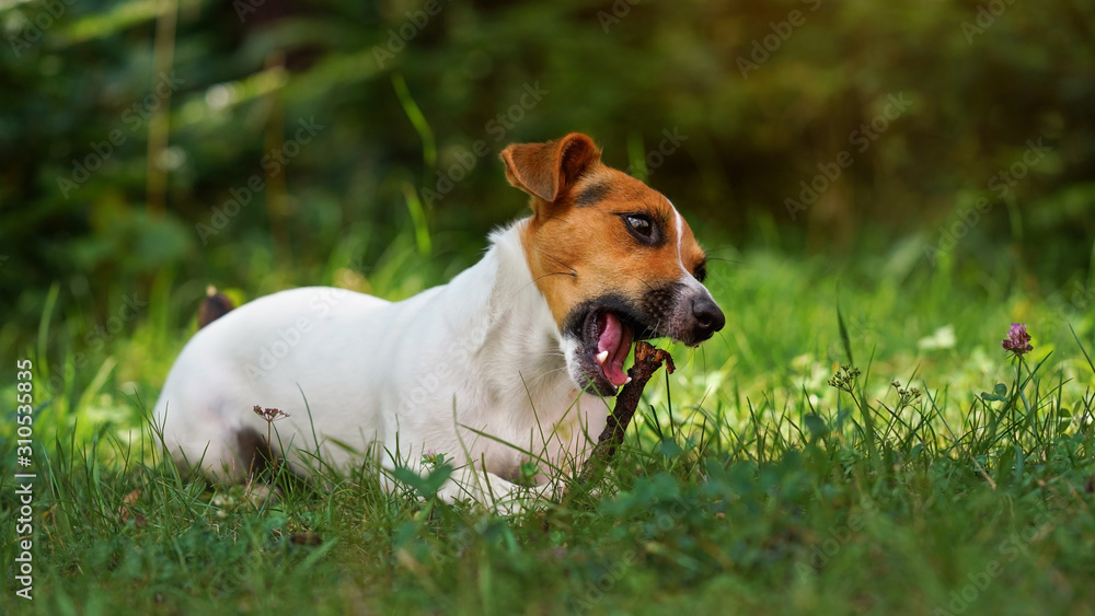 Small Jack Russell terrier dog, playing with wooden stick, chewing it, blurred grass and trees background