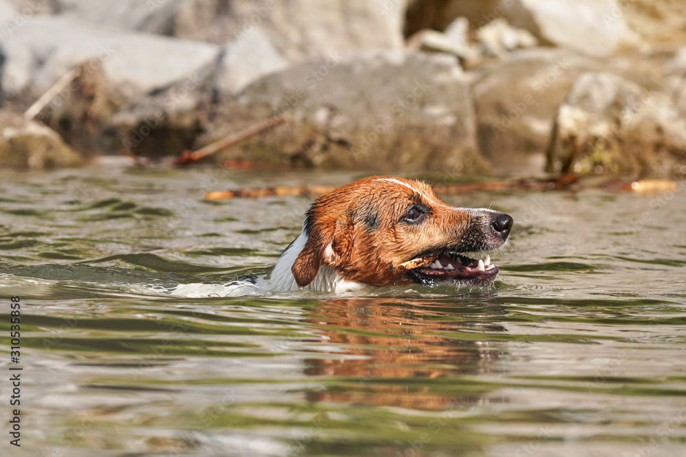 Jack Russell terrier swimming with wooden stick in teeth, only her head visible above water Jack Russell terrier swimming with wooden stick in teeth, only her head visible above water
