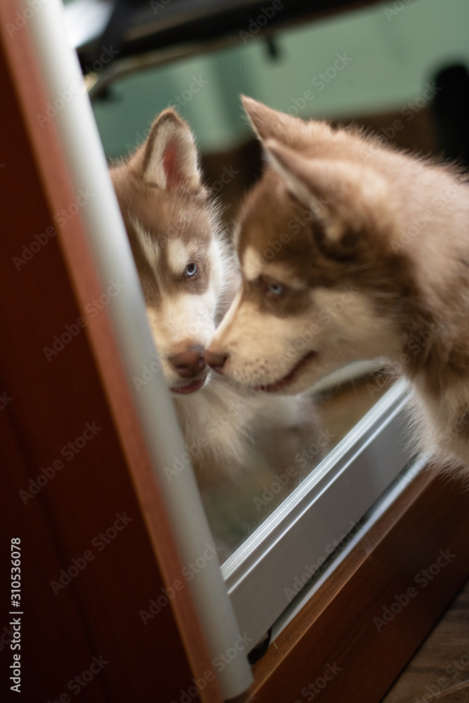 Fototapeta premium huskies :)