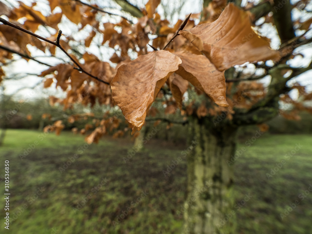 DRY LEAF DRY LEAF