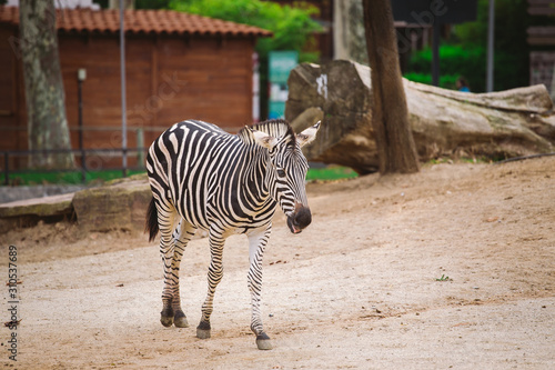 zebra in the zoo of barcelona. Striped black and white mammal animal zebra photo