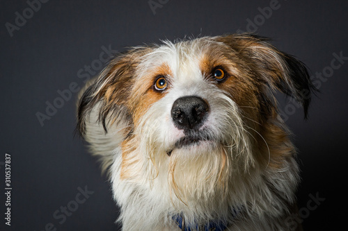 Scruffy Dog With Big Brown Eyes On Grey Background