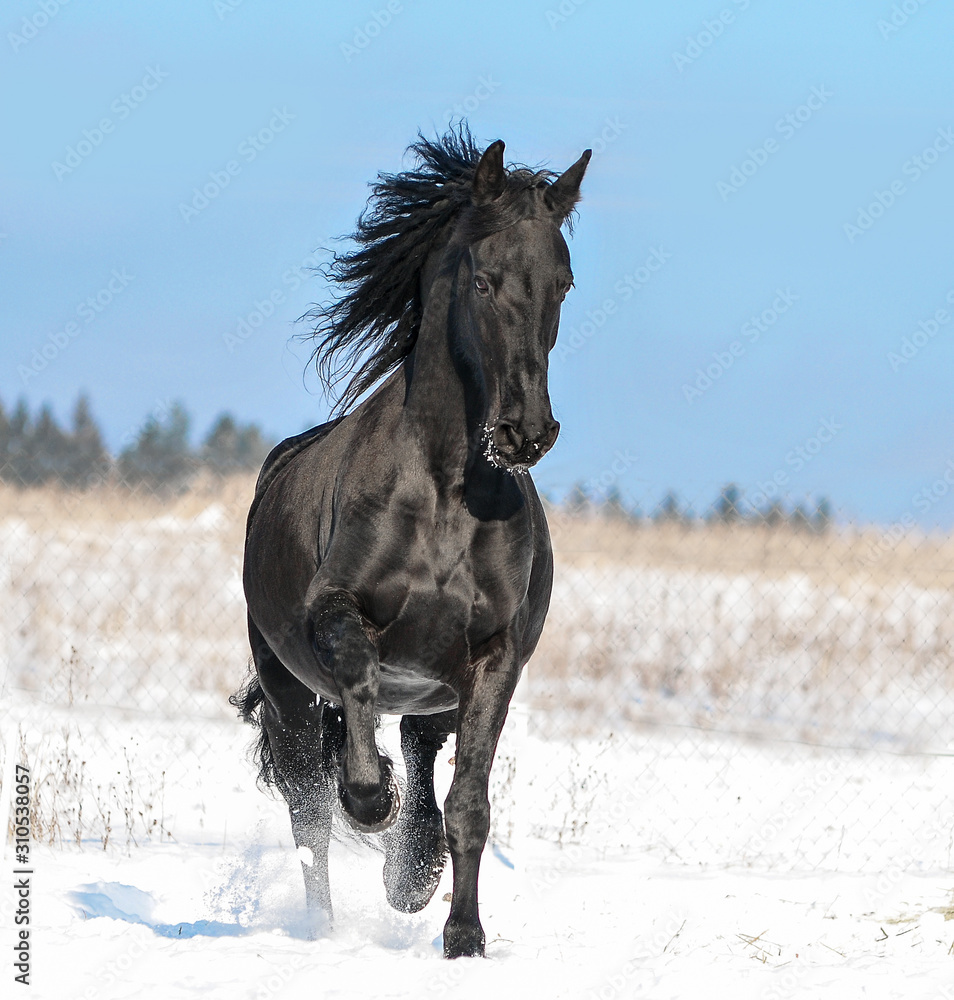 Friesian horse runs free in winter field Friesian horse runs free in winter field