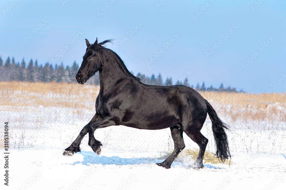 Friesian horse runs free in winter field Friesian horse runs free in winter field