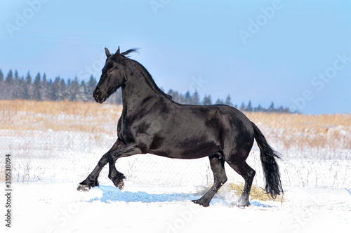 Friesian horse runs free in winter field
