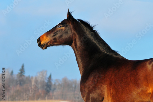 Dark bay warmblood horse posing in winter snowy field