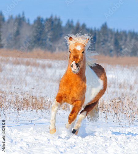 palomino paint shetland pony runs free in snow meadow