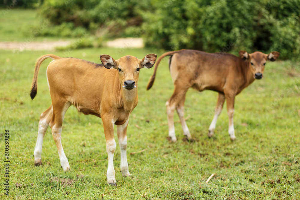 A herd of tropical light Asian cow calves graze on green grass. A herd of tropical light Asian cow calves graze on green grass.