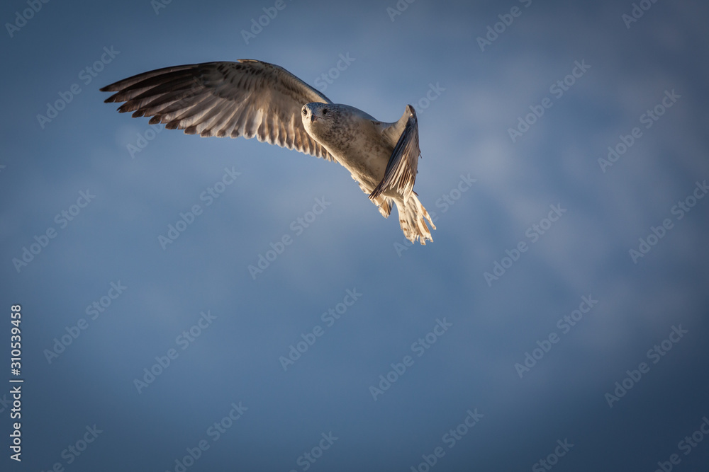 Obraz premium A seagull takes flight through the sky.