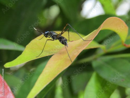 Close up view of insect animal wild, macro black flies fly ant asian bug wasp bee garden mosquito. Anatomy with 4 legs two antenna ON GREEN YELLOW LEAVES AT PARK OUTDOOR