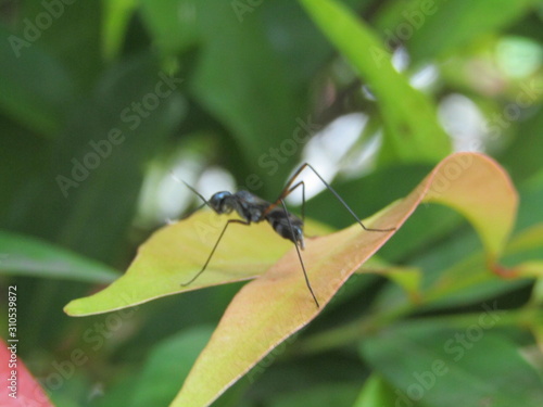Close up view of insect animal wild, macro black flies fly ant asian bug wasp bee garden mosquito. Anatomy with 4 legs two antenna  ON GREEN YELLOW LEAVES AT PARK OUTDOOR © avissarahmanita