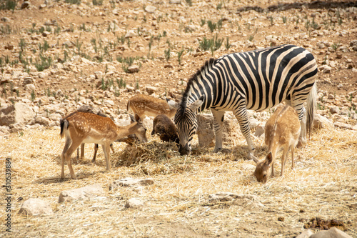 Fototapeta Naklejka Na Ścianę i Meble -  Animals in Aitana Safari park in Alicante, Comunidad Valenciana, Spain.