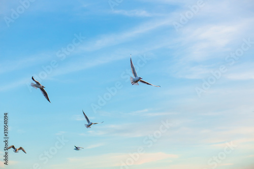 A flock of seagulls on the banks of the city river. © Kate