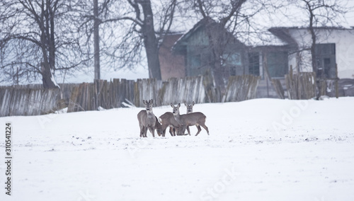 Group of delicate wild deer near a farm in the countryside, in winter  © Aron M  - Austria