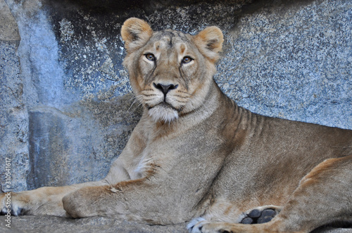 An asiatic lioness  Panthera leo persica  laying on the ground in a Zoo 