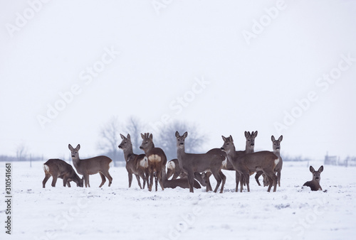 Group of delicate wild deer in winter landscape, on the field outside the forest