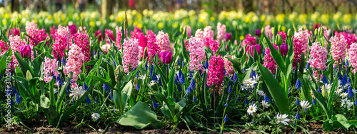 Flower gardens in the Netherlands during spring. Close up of blooming flowerbeds of tulips  hyacinths  narcissus