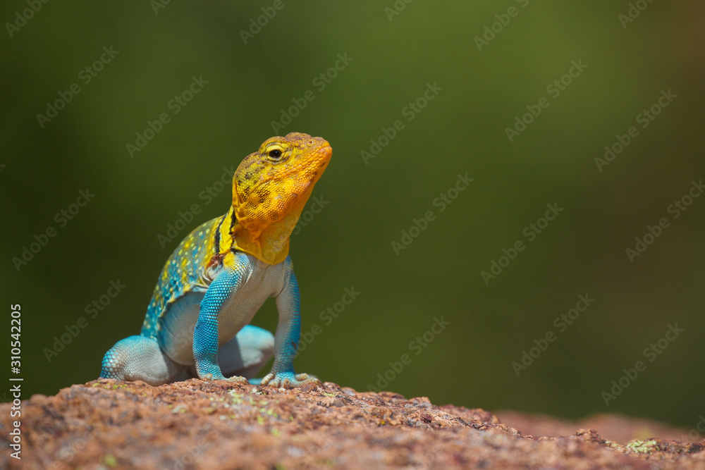 Eastern Collared Lizard ... this is a wild, natural lizard, not a pet Eastern Collared Lizard ... this is a wild, natural lizard, not a pet
