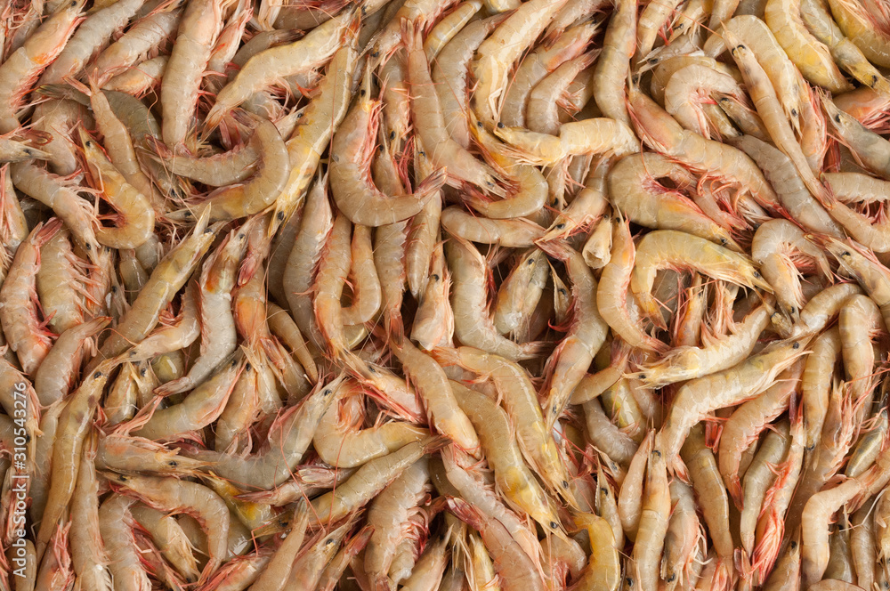 Close up of fresh whole raw shrimp or prawns on display in fish market