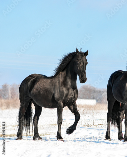 Friesian horse portrait on blue winter sky