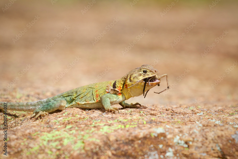 Obraz premium Female Collared Lizard eating a small Tarantula 