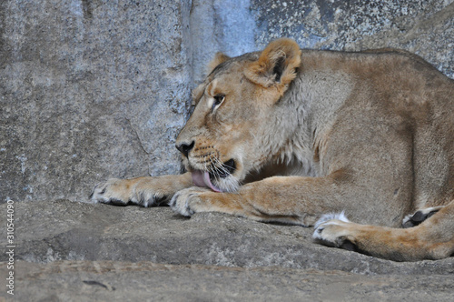 An asiatic lioness  Panthera leo persica  laying on the ground in a Zoo 