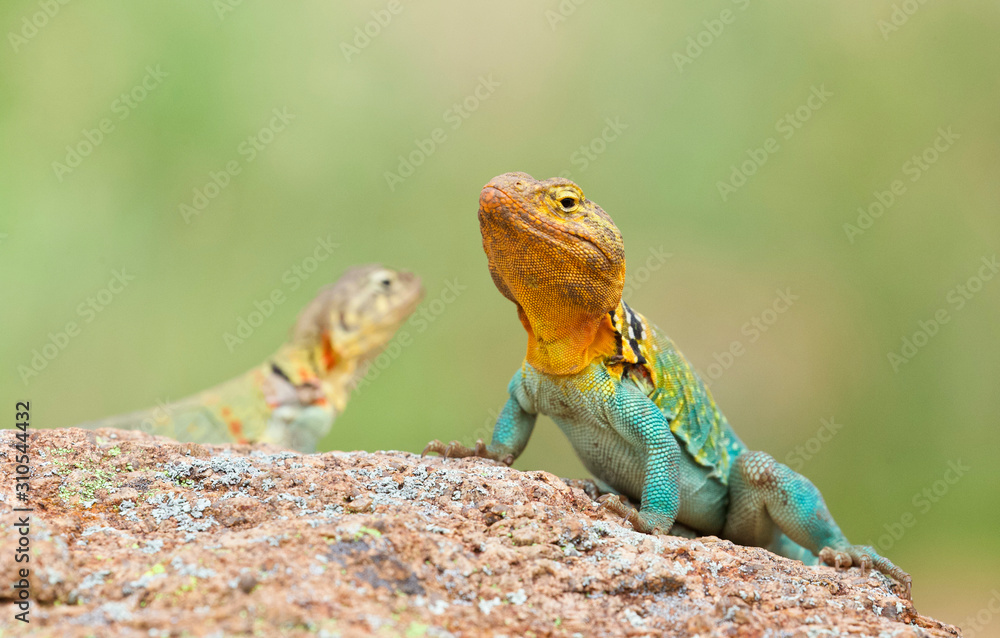 male and female Collared Lizards photographed in situ in the wild male and female Collared Lizards photographed in situ in the wild