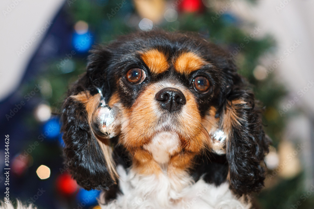 Cavalier King Charles Spaniel christmas Cavalier King Charles Spaniel christmas