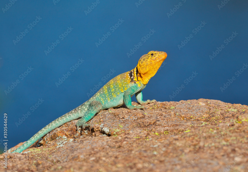 Collared Lizard photographed in the wild in the Wichita Mountains of Oklahoma Collared Lizard photographed in the wild in the Wichita Mountains of Oklahoma