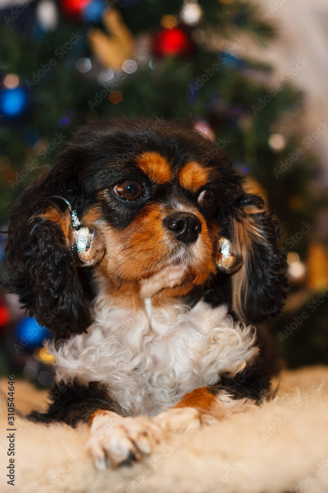 Cavalier King Charles Spaniel christmas Cavalier King Charles Spaniel christmas