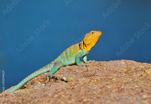 Collared Lizard photographed in the wild in the Wichita Mountains of Oklahoma