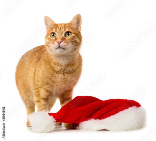 Red cat with Santa hat