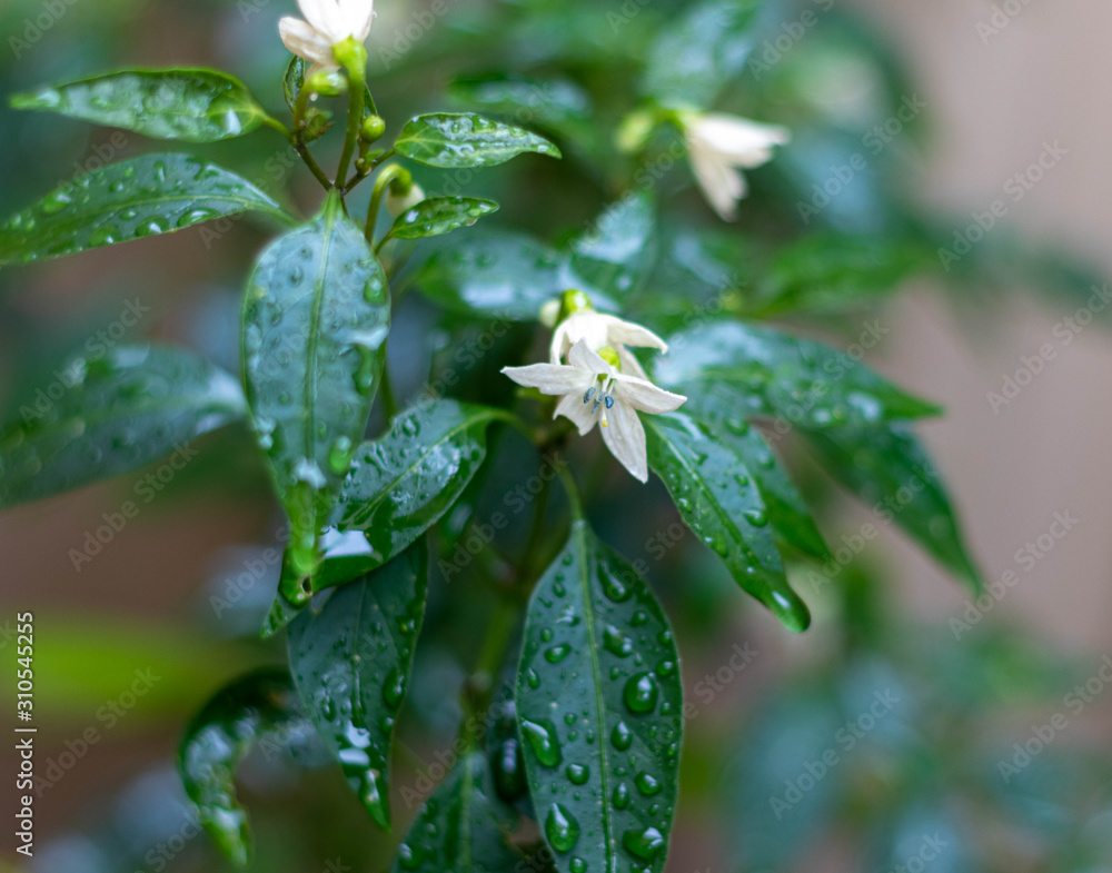 Flowers and pepper with rain drops in a closed up. Can see perfectly the drops on the green leaves Flowers and pepper with rain drops in a closed up. Can see perfectly the drops on the green leaves