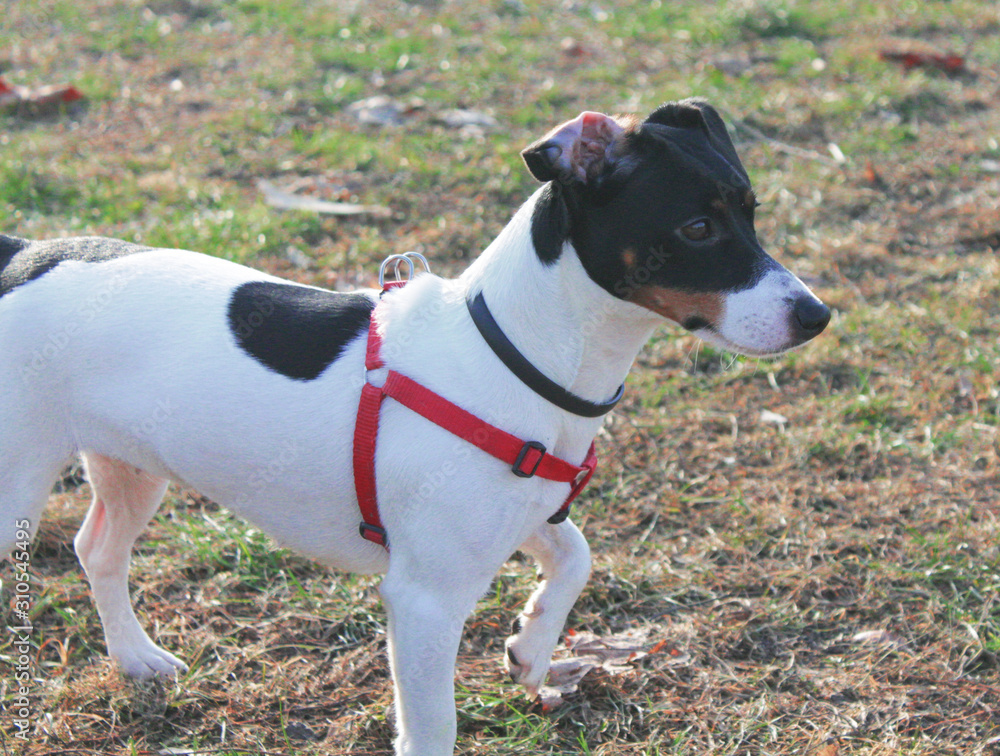 Dog Jack Russell Terrier with black and white color on the grass sniffing autumn leaves looks into the distance. Profile.