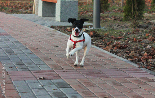 Cheerful dog Jack Russell Terrier with black and white runs forward on the road in the park.