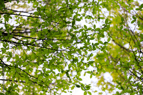 Branches with green leaves