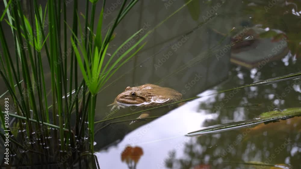 Frog water. amphibians frog in the water. koi swimming near it Frog water. amphibians frog in the water. koi swimming near it