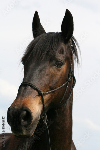 Schwarzes Pferd Andalusier Lusitano Portrait 