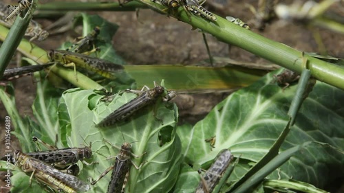Desert Locust infestation