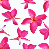 Seamless pattern pink plumeria flowers on isolated white background.Floral spa