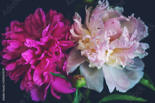 Fototapeta Naklejka Na Ścianę i Meble -  Beautiful fluffy blooming pink peony on dark background