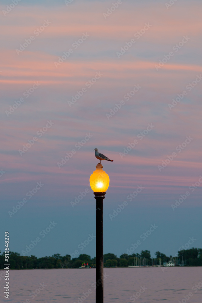 bird on lamp on sunset background of sky and clouds