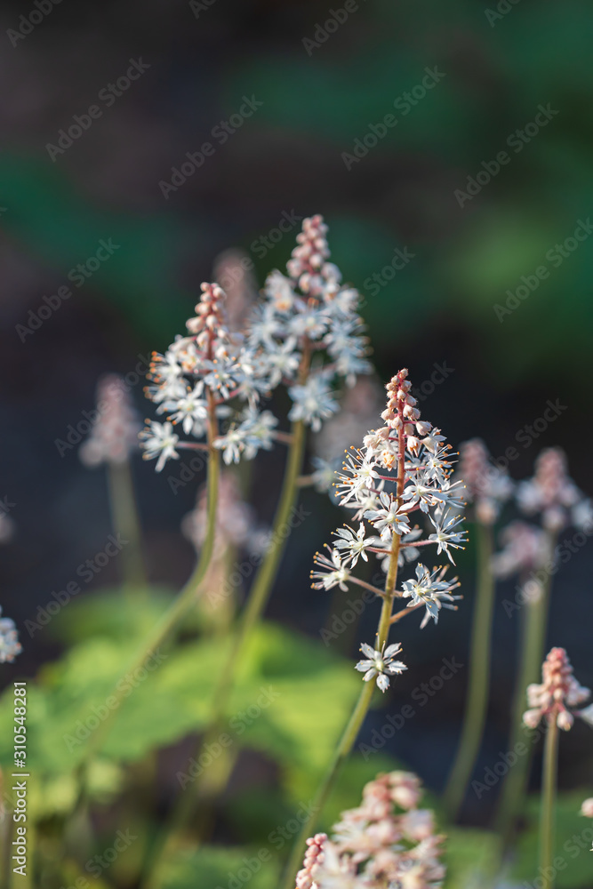 Plant with white and pink blossoms Plant with white and pink blossoms
