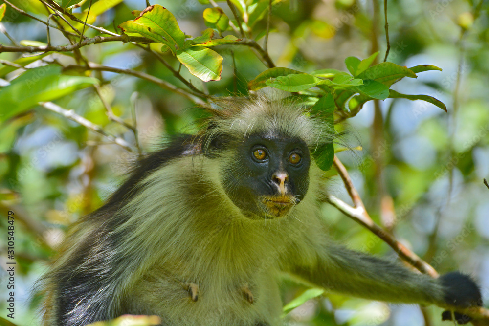 Obraz premium An endangered Zanzibar red colobus monkey (Piliocolobus kirkii), sitting on a tree at Jozani forest, Zanzibar