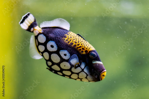 Clown triggerfish in aquarium, blurred background  photo