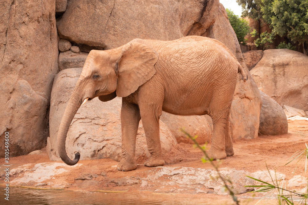 Obraz premium Elefante