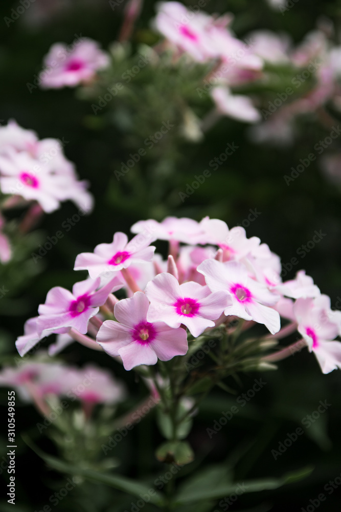 Obraz premium pink flowers in the garden