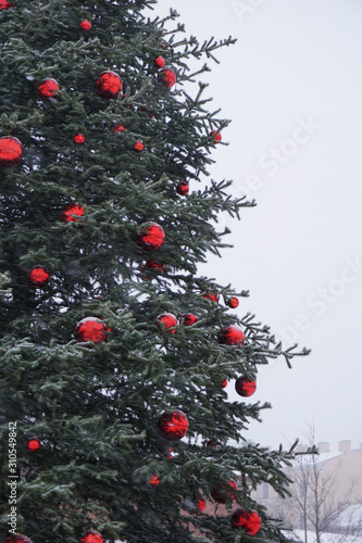 Pine with christmas red balls and space for text