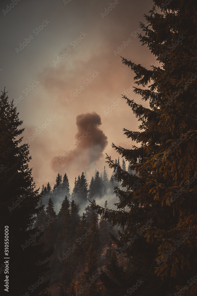 Fototapeta premium Forest fire