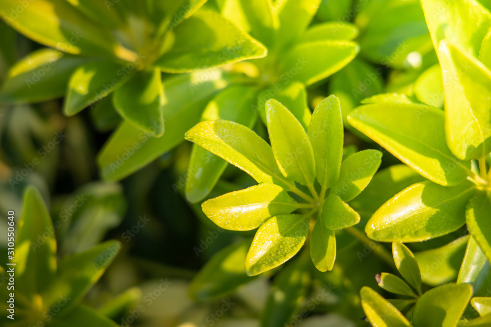 Close Up green leaf under sunlight in the garden. Natural background with copy space. Close Up green leaf under sunlight in the garden. Natural background with copy space.